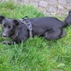 Inanna aus Viersen sucht ein Zuhause!