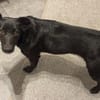 Inanna aus Viersen sucht ein Zuhause!