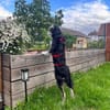 Carmen - Neugierige Fellnase