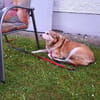 Sandy - hübsche Omi sucht Zuhause
