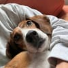 Fanja auf der Suche nach ihrem Zuhause