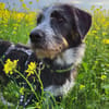 Sanfte Paula sucht ihre Familie