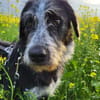 Sanfte Paula sucht ihre Familie