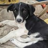 Liv, eine kleine 6 kg schwere Hündin