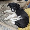 Liv, eine kleine 6 kg schwere Hündin
