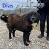 Dias - freundlich und ruhig