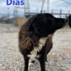 Dias - freundlich und ruhig