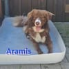 Aramis - lernwilliger Rüpel