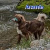 Aramis - lernwilliger Rüpel