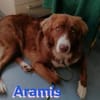 Aramis - lernwilliger Rüpel
