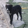 Lupo