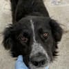Pina eine Seele von Hund / 82284