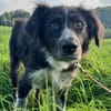 Pina eine Seele von Hund / 82284