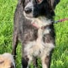 Pina eine Seele von Hund / 82284