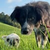 Pina eine Seele von Hund / 82284