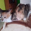 Glückskatze Zerlina sucht Zuhause