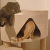 Mimmo sucht ein Zuhause