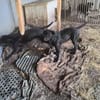Freundliche MARA sucht Zuhause
