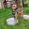 Duke -kleiner Abenteurer mit großem Herz