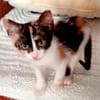 Glückskätzchen Manouche sucht Zuhause