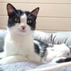 Traumkaterchen Brodino sucht Zuhause