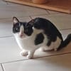 Traumkaterchen Brodino sucht Zuhause