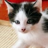 Katzenkind Luis