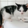 Katzenkind Luis