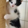 Katzenkind Luis