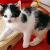 Katzenkind Luis