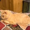 Menschenbezogene Katze Lily