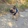 Rich sucht ein neues Zuhause