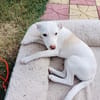 Zina sucht ein Körbchen