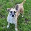 Kleine Hundedame REXINA