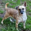 Kleine Hundedame REXINA