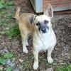 Kleine Hundedame REXINA