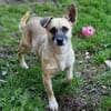 Kleine Hundedame REXINA
