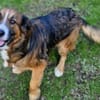 MISCHKA sucht Familie
