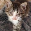 Katzenkind Kasimir