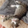Katzenkind Kasimir