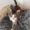 Katzenkind Kasimir