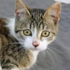 Katzenkind Joucy