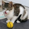 Katzenkind Joucy