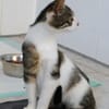 Katzenkind Joucy