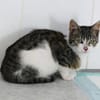 Katzenkind Joucy