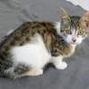 Katzenkind Joucy