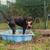 Amy ist ein Familienhund