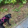 liebe ❤Cookie❤ sucht ihre Menschen