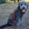 Roza, liebe Hündin sucht neues Zuhause