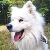 Dauerpflegestelle gesucht!!